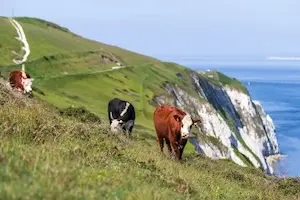 Warren Farm in Totland Isle of Wight has one of the best farm shops selling local produce on the Island